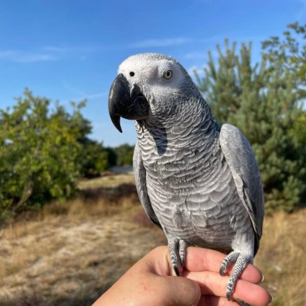 african-grey-parrots-adoption