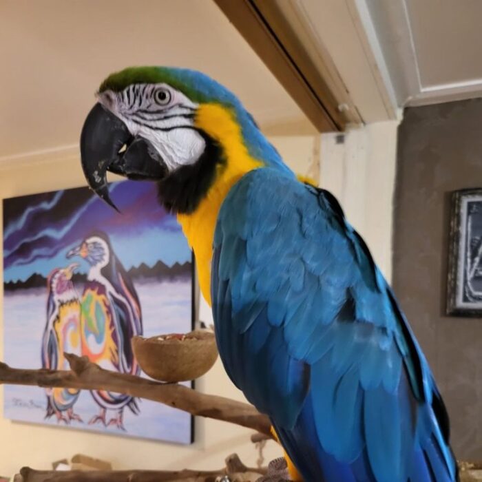 Blue Gold Macaw For Adoption - Image 4