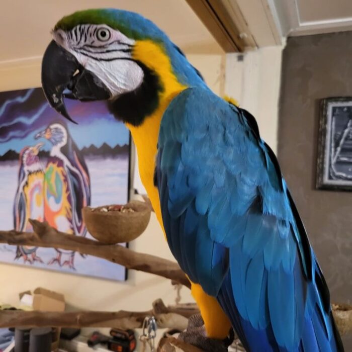 Blue Gold Macaw For Adoption - Image 3