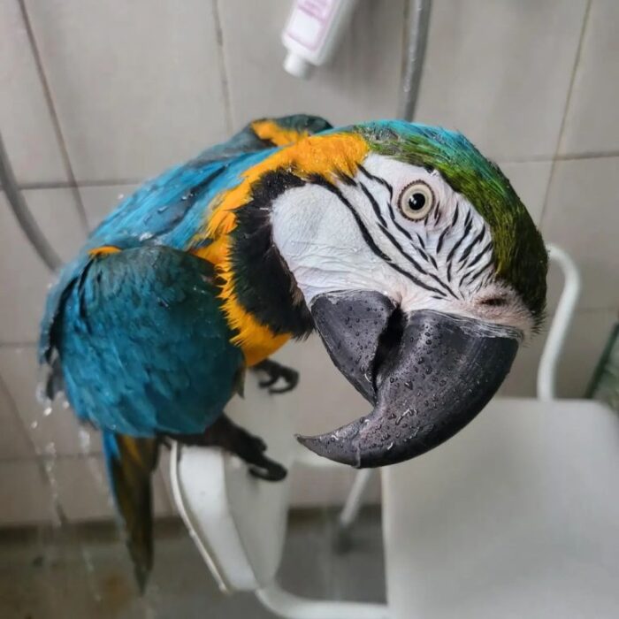 Blue Gold Macaw For Adoption - Image 2