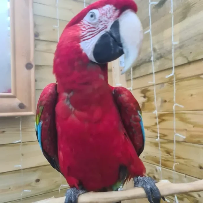Green Winged Macaw For Adoption - Image 4