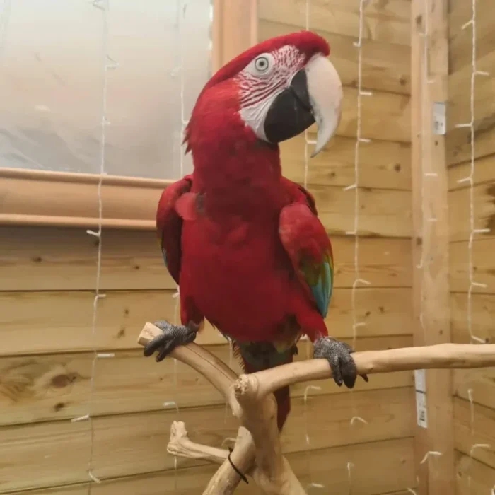 Green Winged Macaw For Adoption - Image 3
