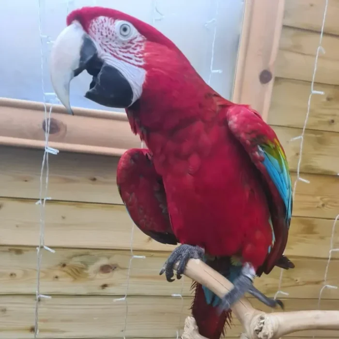Green Winged Macaw For Adoption - Image 2