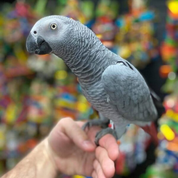 adopt-african-grey-parrot