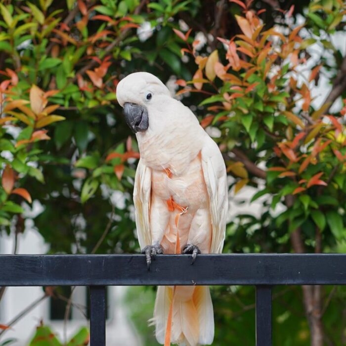 Moluccan Cockatoo For Adoption - Image 4