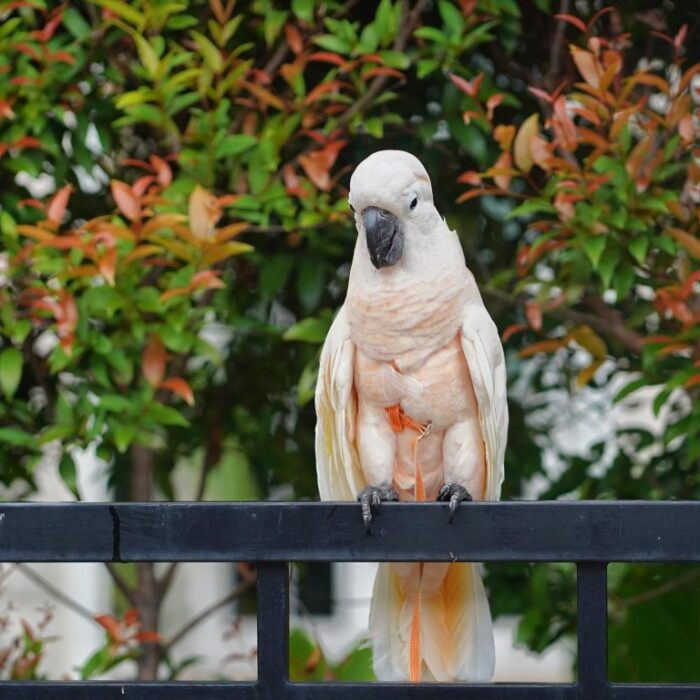 Moluccan Cockatoo For Adoption - Image 3