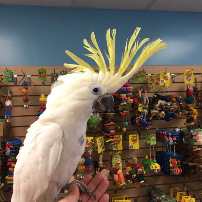 Sulphur Crested Cockatoo For Adoption - Image 4