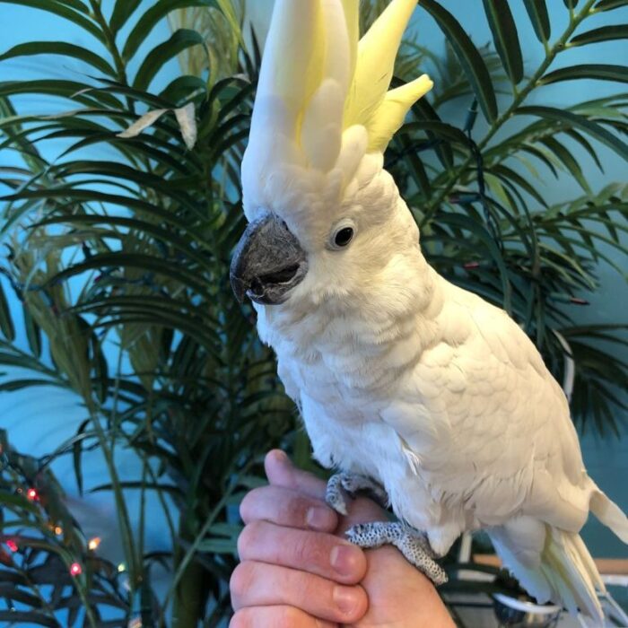 Sulphur Crested Cockatoo For Adoption - Image 3