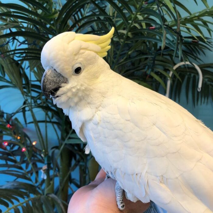 Sulphur Crested Cockatoo For Adoption - Image 2