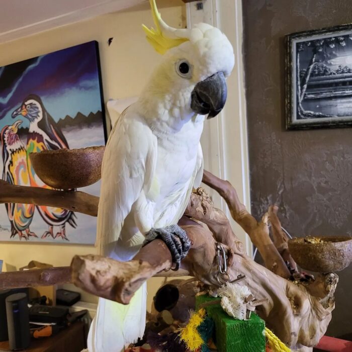 Yellow-Crested Cockatoo For Adoption - Image 4