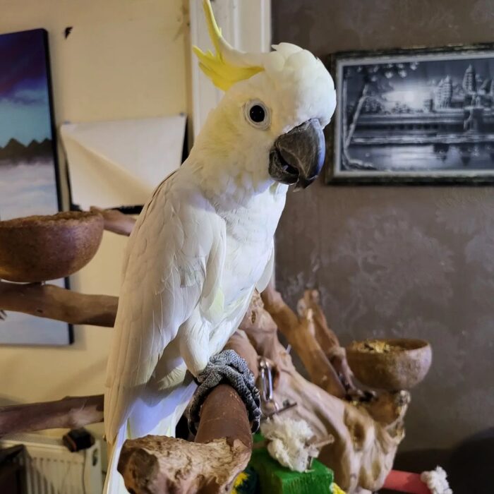 Yellow-Crested Cockatoo For Adoption - Image 3