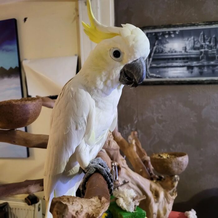 Yellow-Crested Cockatoo For Adoption - Image 2