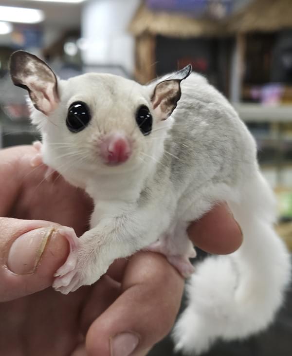 High white, cow-eared, Mosaic, FEMALE, Sugar Glider