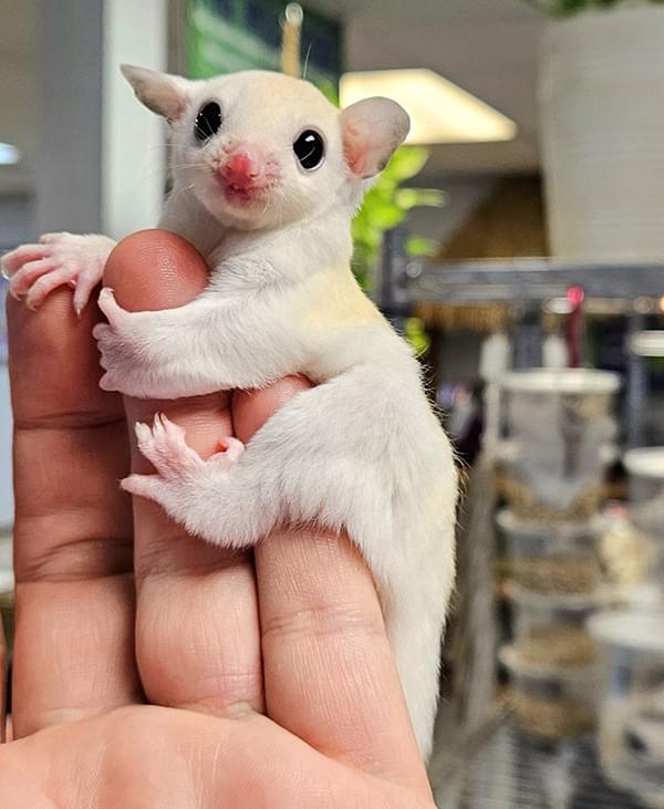 Leucistic Sugar Gliders
