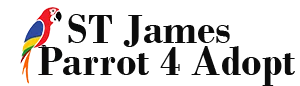 ST James Parrot 4 Adopt
