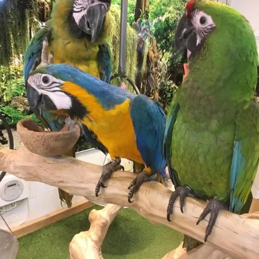 bird-rescue-near-me-72