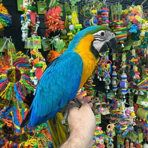 blue-gold-macaw-for-adoption-16