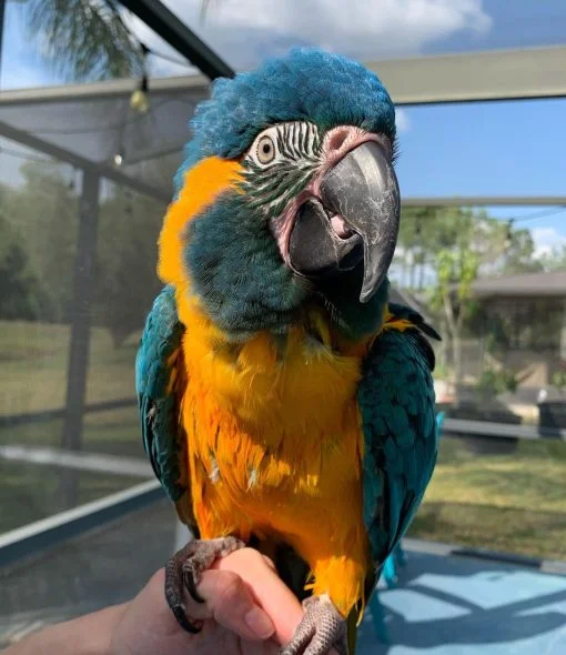 blue-throated-macaw-for-adoption-14