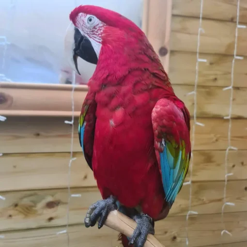 green-winged-macaw-for-adoption-21