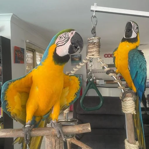 macaw-for-adoption-near-me-21