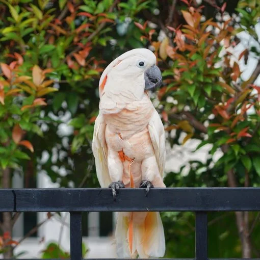 moluccan-cockatoo-for-adoption-28