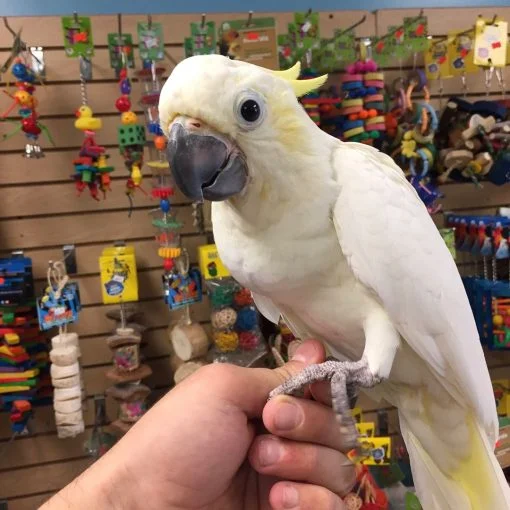 sulphur-crested-cockatoo-for-adoption-20