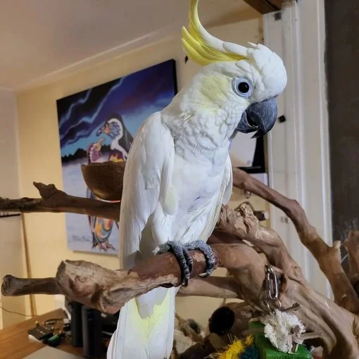 yellow-crested-cockatoo-for-adoption-11